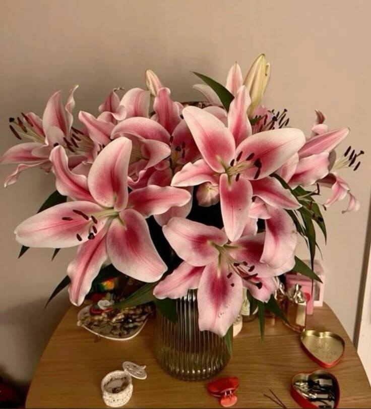 Pembe Lilyum Çiçeği