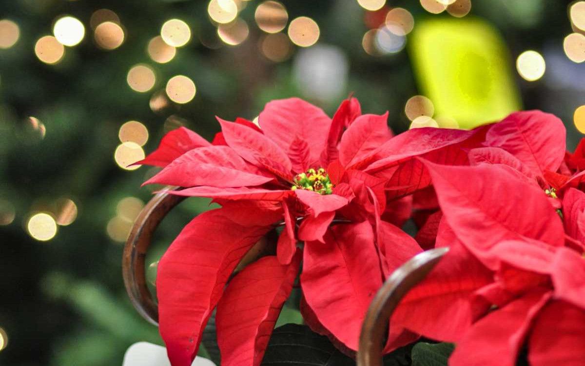 Atatürk Çiçeği Bakımı Nasıl Yapılır?