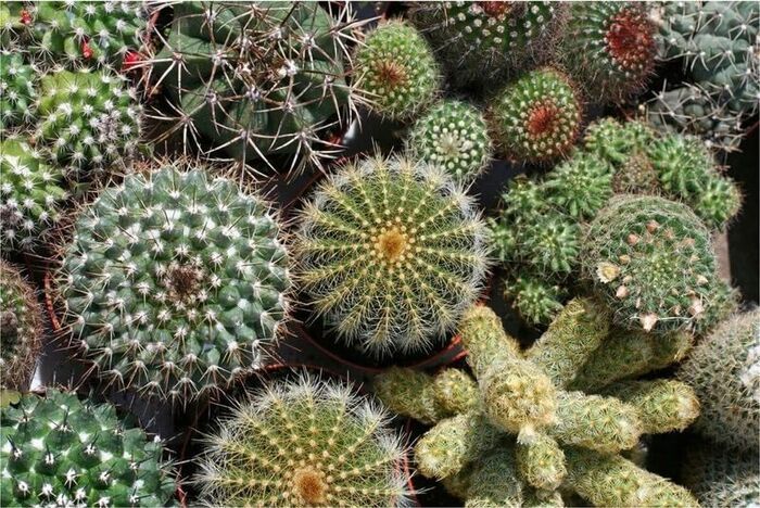 Kaktüs Çeşitleri: En Popüler Kaktüs Türleri