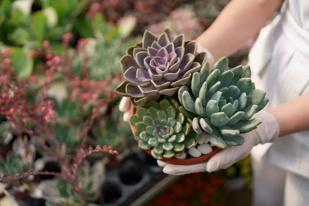 Kalanşo (Kalanchoe) Çiçeği Bakımı Nasıl Yapılır?