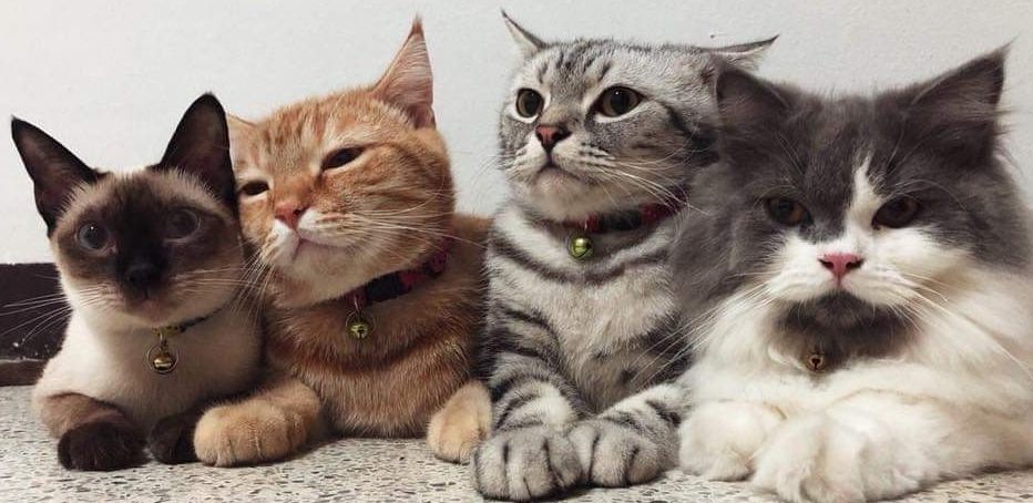 En Güzel Kedi İsimleri