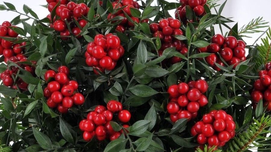 Kokina Çiçeği: Kırmızı Bereketin Yılbaşı Sembolü