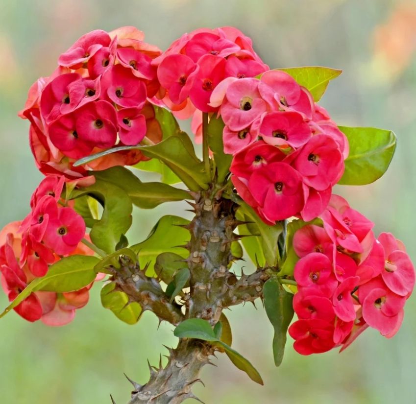 Kral Tacı Kaktüsü