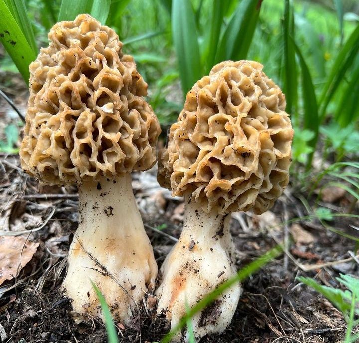 Kuzu Göbeği Mantarı