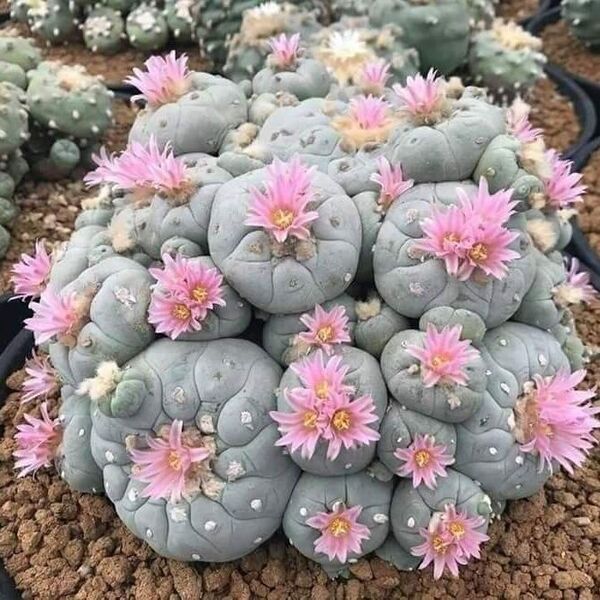 Peyote Kaktüs