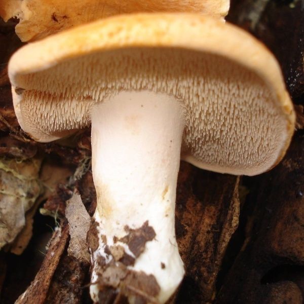 Sığır Dili Mantarı