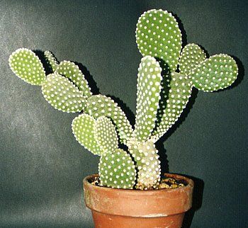 Tavşan Kulak Kaktüs
