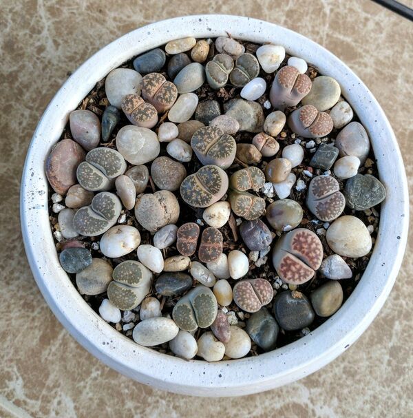 Yaşayan Kaya Katüsü